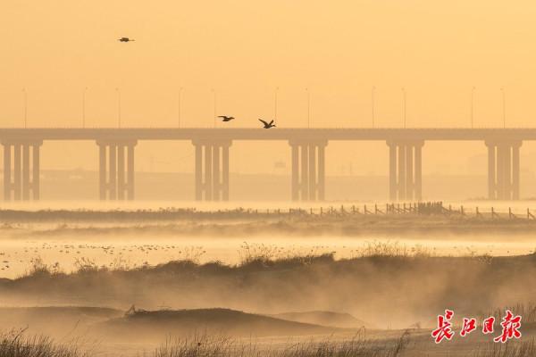 日出府河，候鳥起舞