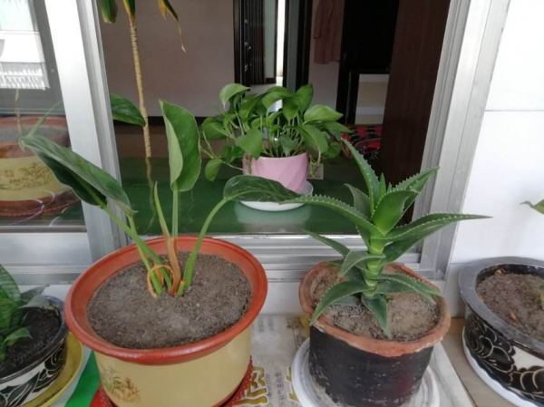 養花要參考的“五大維度”,養花大師都表示贊同,值得收藏 養花要參考的“五大維度”,養花大師都表示贊同,值得收藏