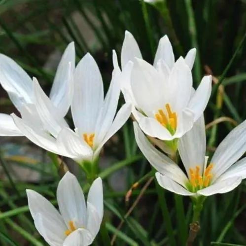 蔥蘭——花開有時（14）