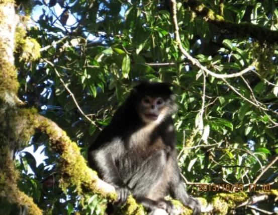 緬甸金絲猴：極度瀕危物種