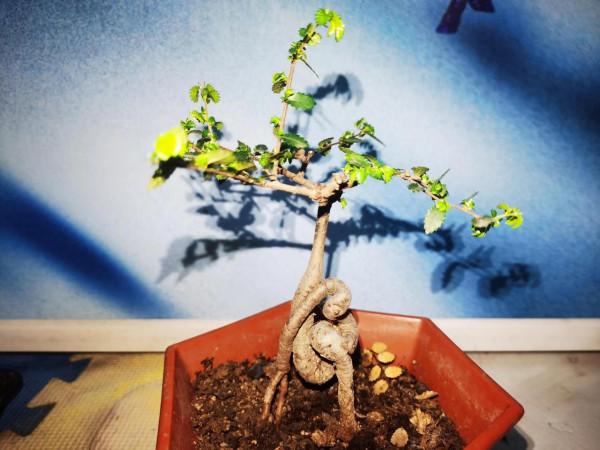 新人做盆景,榔榆是不二之選 新人做盆景,榔榆是不二之選