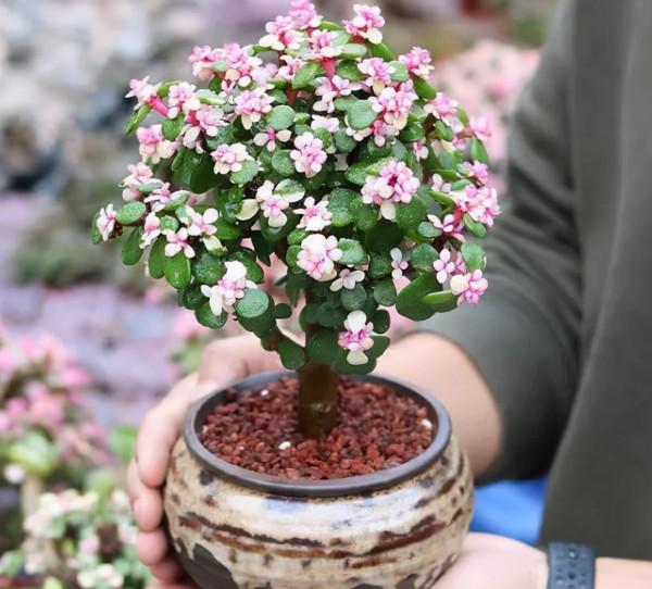 4種“吉祥花”,既漂亮又好養,越養越有福氣 4種“吉祥花”,既漂亮又好養,越養越有福氣
