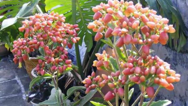 養這10種懶漢花,十天半月不澆水,照常枝繁葉茂,花開不斷 養這10種懶漢花,十天半月不澆水,照常枝繁葉茂,花開不斷