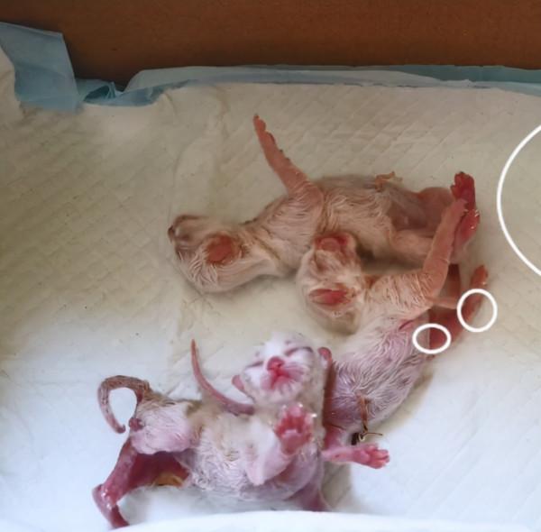 加菲貓半夜難產,女子一早送去醫院,醫生靈魂拷問:保大還是保小 加菲貓半夜難產,女子一早送去醫院,醫生靈魂拷問:保大還是保小