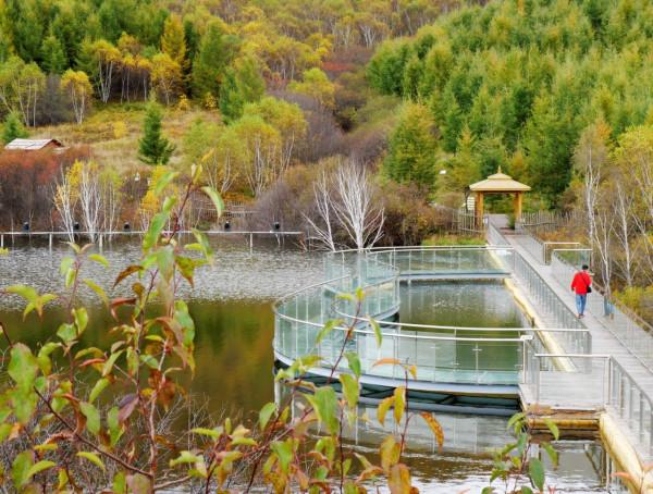 北京自駕4個小時，去承德壩上七彩森林，這裡的秋天太美了