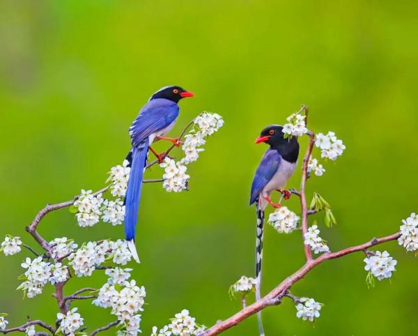 分享圖片一一比翼雙飛鳥