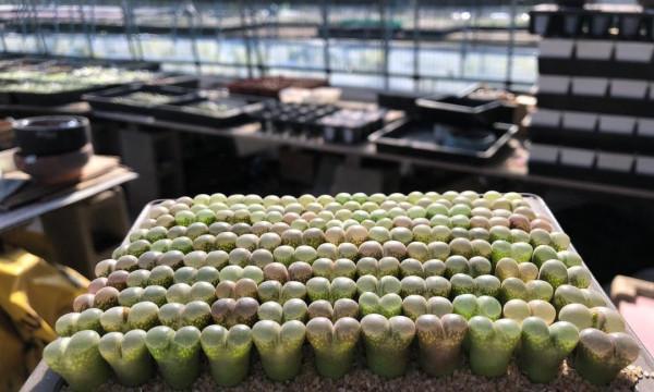 排列整齊的風鈴玉,比生石花好看,比毛漢尼便宜,像QQ糖一樣 排列整齊的風鈴玉,比生石花好看,比毛漢尼便宜,像QQ糖一樣