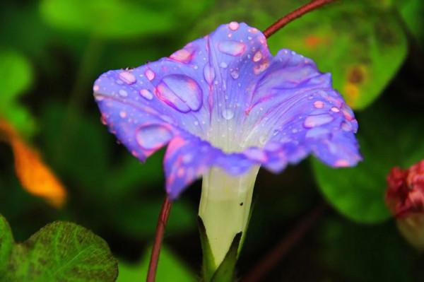 高雅美麗的花朵圖片