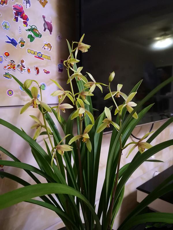 “100種花”適合養在陽臺上，一個比一個好看，還很好養護