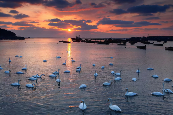 山東依海而建的小漁村,僅居住500多戶人家,成眾人嚮往的養老地 山東依海而建的小漁村,僅居住500多戶人家,成眾人嚮往的養老地