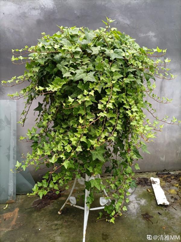 讓衛生間也變小花園的方法，關鍵在這3種花，還有淨化空氣效果