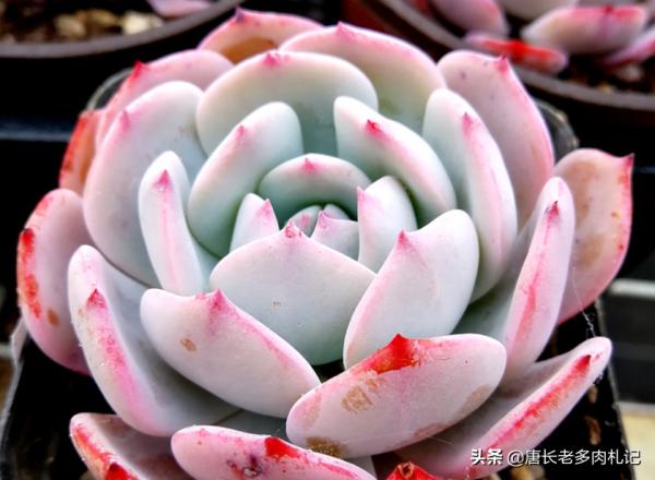 多肉新品之勞雪,養好之後既清且豔,另外還有3個優點值得你養它 多肉新品之勞雪,養好之後既清且豔,另外還有3個優點值得你養它