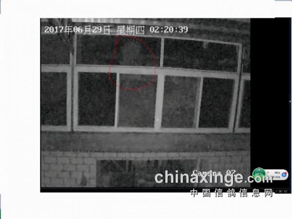 “熟人”攜帶斧頭再次盜鴿 老父親：放棄吧