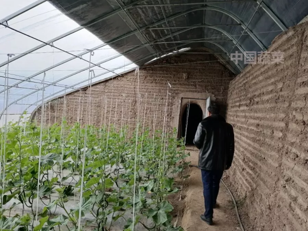 甘肅日光溫室探秘！哪種牆體和骨架最“流行”？哪種造價最划算？