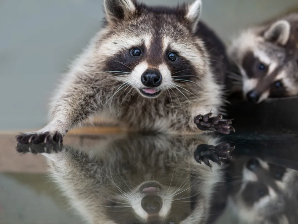 人家可是真·熊貓,別再叫它“乾脆面”! 人家可是真·熊貓,別再叫它“乾脆面”!