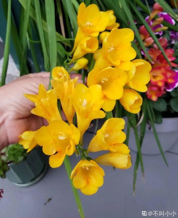 屋裡養盆“香水花”,活脫脫的“活香水”,滿屋香味還特別耐寒 屋裡養盆“香水花”,活脫脫的“活香水”,滿屋香味還特別耐寒