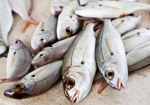 多年冬釣訣竅，助你魚獲拉滿，誰再說冬天不宜釣魚？