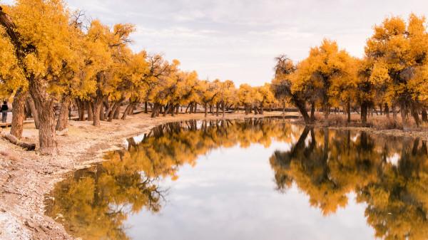 大漠胡楊，戈壁灘上的不朽傳奇