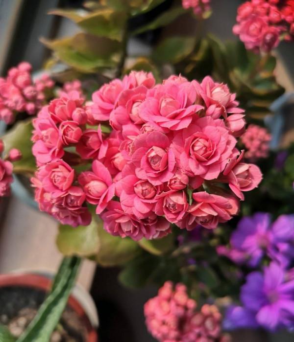 老人居室養&OpenCurlyDoubleQuote;3種花&rdquo;，漂亮大氣、茁壯好養，長壽健康相伴