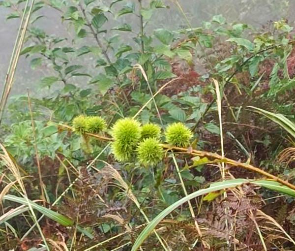 去湘贛邊，在湖南自己的武功山看秋天草甸