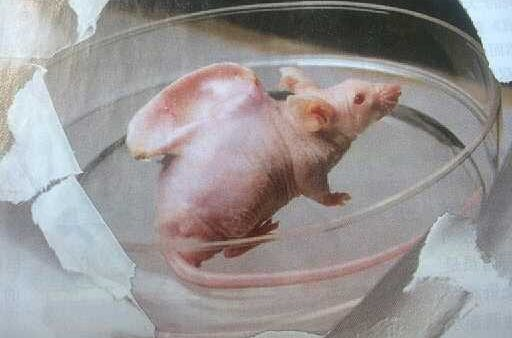 全球首個“活體機器人”，能用“嘴巴”生孩子，有望攻克衰老