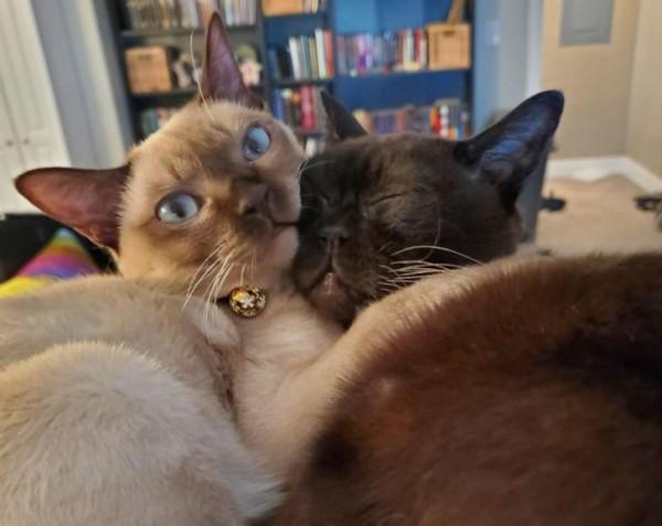 18 只動物找到了他們的好朋友,現在無法與他們分開 18 只動物找到了他們的好朋友,現在無法與他們分開