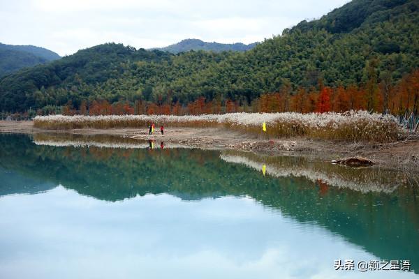 寧波13處紅杉林交通攻略,文明出行,風景更美好 寧波13處紅杉林交通攻略,文明出行,風景更美好
