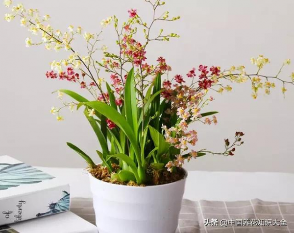 五種“富貴花”，適合冬天養寓意吉祥，又大氣，關鍵還喜慶