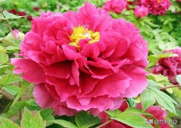 漂亮的芍藥花欣賞