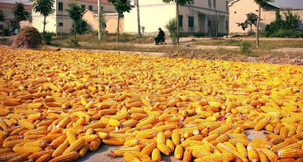 玉米年前漲價夢破碎，中儲糧拍賣密集來襲，1月10日全國玉米價格