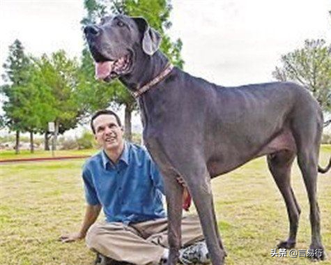 世界最高大的狗狗,高度達到2米多 世界最高大的狗狗,高度達到2米多