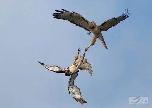 自帶飯勺的小鳥全網刷屏,更獵奇的這些你知道多少? 自帶飯勺的小鳥全網刷屏,更獵奇的這些你知道多少?