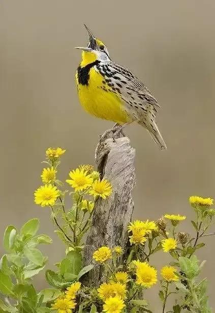 大自然的小精靈——花鳥