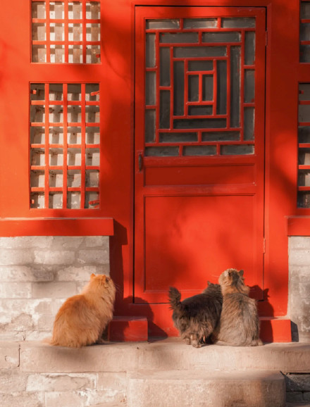 故宮裡的四隻御前侍衛貓 萌萌噠 故宮裡的四隻御前侍衛貓 萌萌噠