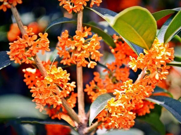 桂花品種分類（附：154個桂花培育品種分類表）