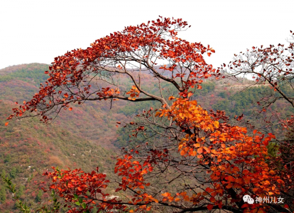 太行紅葉別樣紅