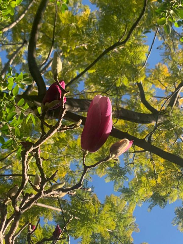 銀子生活日記__2022第一場慢跑 銀子生活日記__2022第一場慢跑