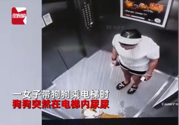寵物狗在電梯內尿尿,被主人腳踢,隨後做法讓人狂贊 寵物狗在電梯內尿尿,被主人腳踢,隨後做法讓人狂贊