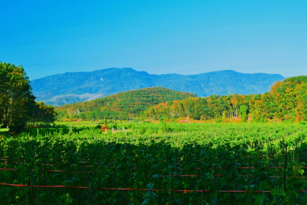西雙版納知道“急”了