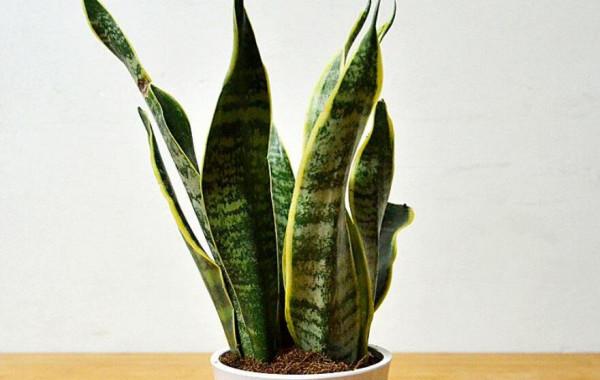 好看又好養的花,栽花盆裡不用管,年年冒新芽 好看又好養的花,栽花盆裡不用管,年年冒新芽