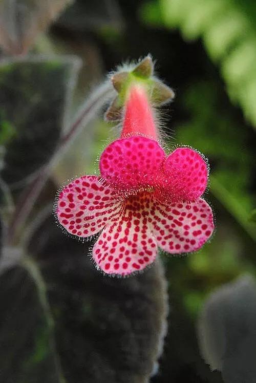 《百花集》（二百四十二）