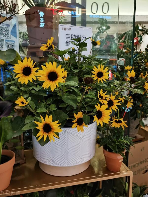 提醒：秋天很容易變成“白粉妹”的4種花，早預防早受益