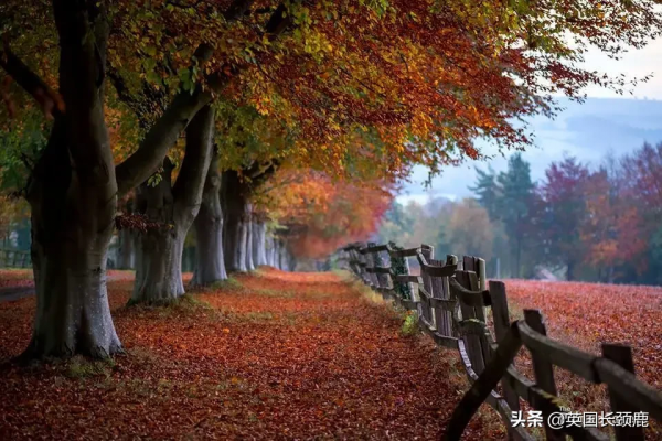 你還記得深秋英國的樣子嗎?若你還在,與你共享 你還記得深秋英國的樣子嗎?若你還在,與你共享