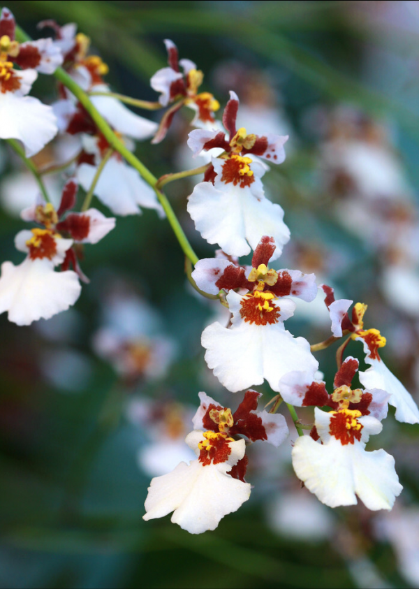 6種“乾淨花”，漂亮又衛生，養護簡單，不用土也能活