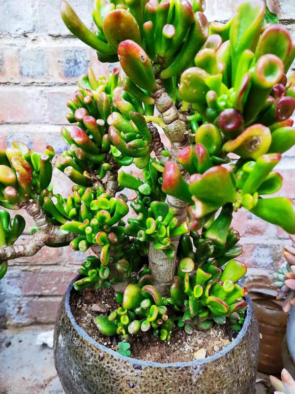 多肉成長記（三），小苗到老樁的蛻變