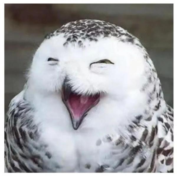 20張圖看奇妙世界:在澳大利亞蟑螂也是寵物,拇指西瓜價格賊貴 20張圖看奇妙世界:在澳大利亞蟑螂也是寵物,拇指西瓜價格賊貴