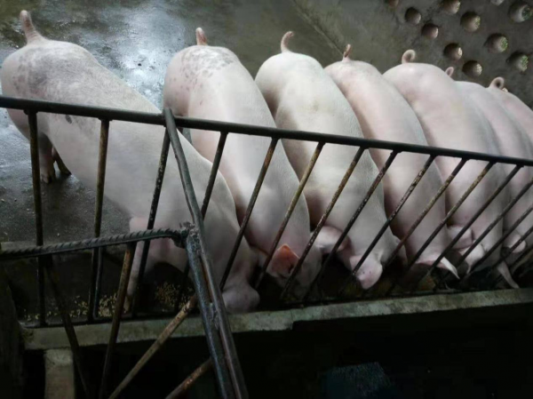 9個月虧15億，雛鷹農牧拿火腿還債，曾因無錢買飼料餓死200萬頭豬