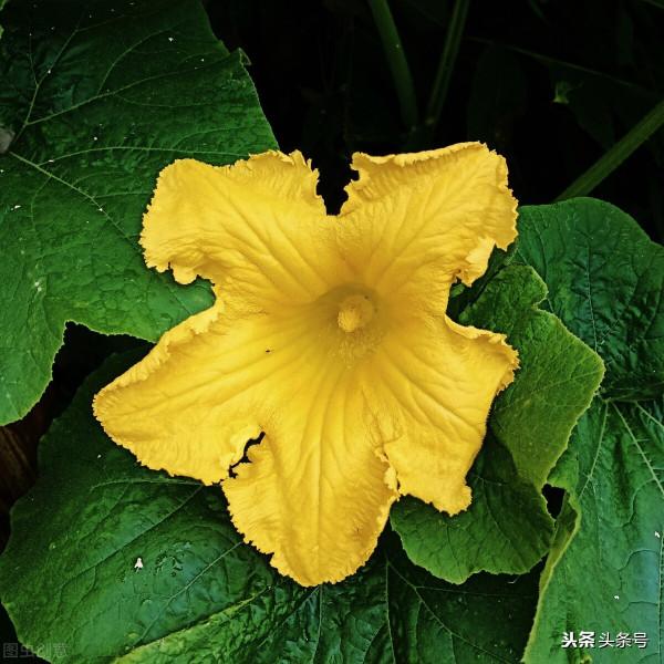 植物花瓣與果實心房的關係你有了解多少？他們之間的關係不簡單