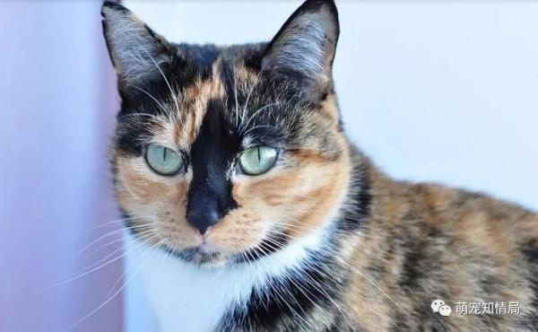 《相貓經》教你如何欣賞貓的顏色