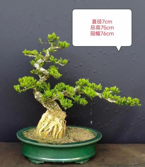 庭院鎮宅樹怎麼選？今天它來了